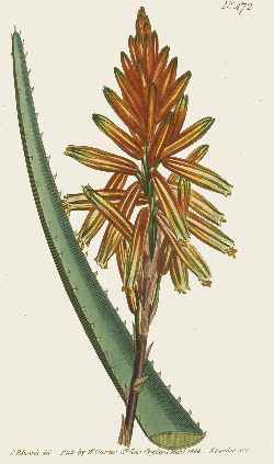 Fynbos Aloe(Aloe succotrina)