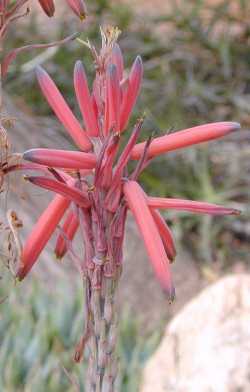 (Aloe suprafoliata)
