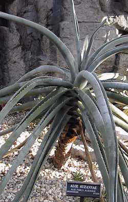 (Aloe suzannae)