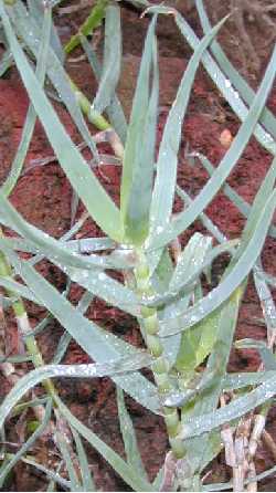 (Aloe tenuior)