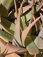 (Aloe tomentosa)