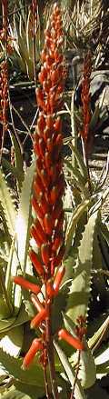 (Aloe tororoana)