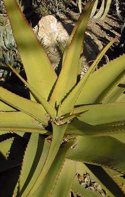 (Aloe vanbalenii)