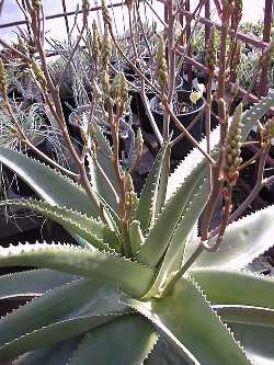 (Aloe vaombe var. vaombe )