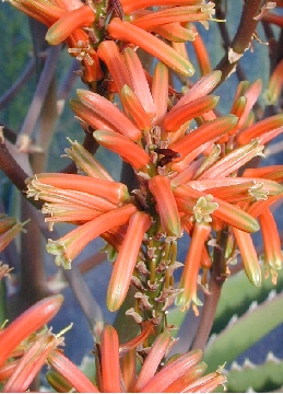 (Aloe vaombe var. vaombe )