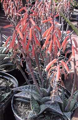 Partridge Breast Aloe