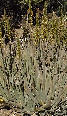 Medicinal Aloe