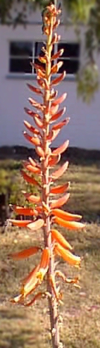 Medicinal Aloe(Aloe vera)