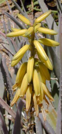 Medicinal Aloe(Aloe vera)
