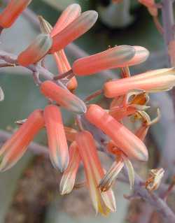 (Aloe viguieri)