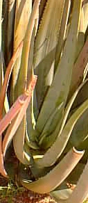 (Aloe wickensii)