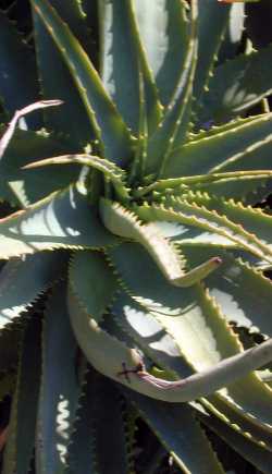 (Aloe Χ principis)