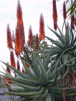 (Aloe Χ principis)