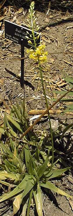 Renosterveld Bulbine(Bulbine alooides)