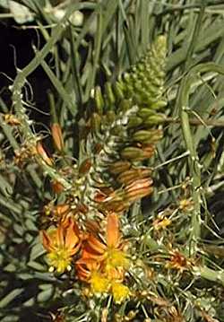 Stalked Bulbine, Rankkopieva(Bulbine frutescens)