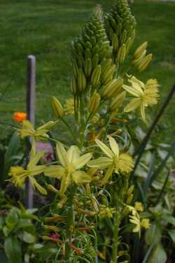 Stalked Bulbine, Rankkopieva(Bulbine frutescens)