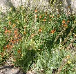 Stalked Bulbine, Rankkopieva(Bulbine frutescens)