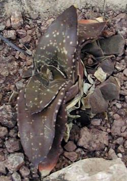 (Gasteria nitida var. armstrongii )