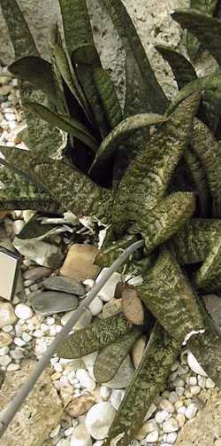 (Gasteria batesiana var. batesiana )