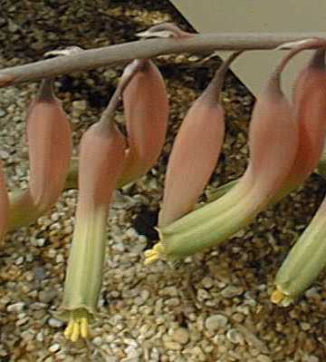 (Gasteria batesiana var. batesiana )