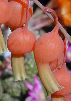 (Gasteria glomerata)