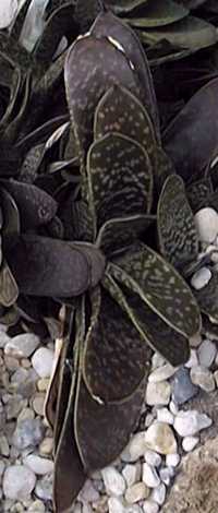 (Gasteria pillansii var. pillansii )