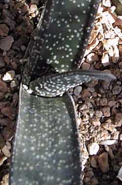 (Gasteria carinata var. verrucosa )