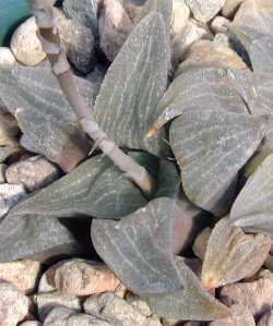 (Haworthia pygmaea var. argenteomaculosa )