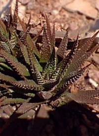 (Haworthia attenuata var. attenuata )