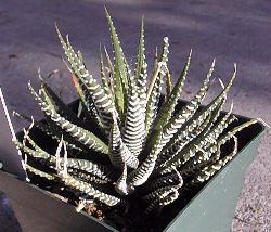 (Haworthia attenuata var. attenuata )