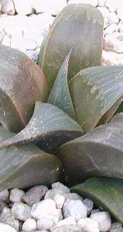 (Haworthia mirabilis var. badia )