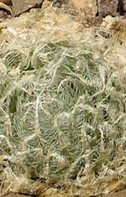 (Haworthia bolusii var. bolusii )