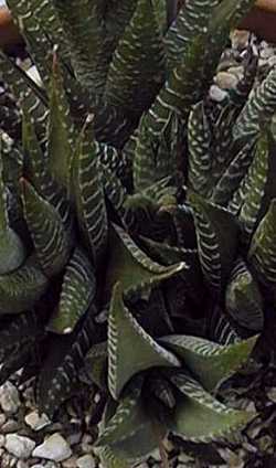 (Haworthia fasciata 'browniana')