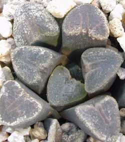 (Haworthia bruynsii)