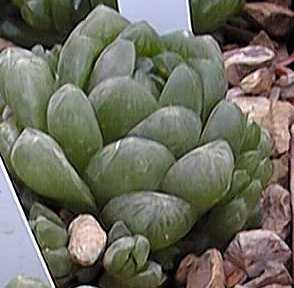 (Haworthia cooperi var. truncata )