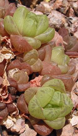 (Haworthia cymbiformis var. cymbiformis )