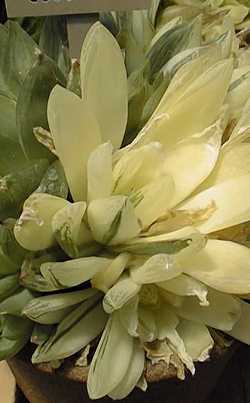 (Haworthia cymbiformis 'Variegata')