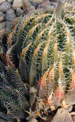 (Haworthia decipiens var. decipiens )