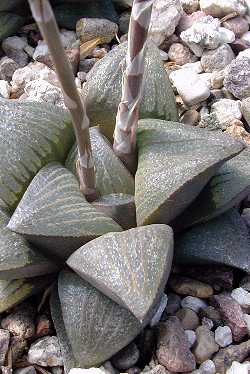 (Haworthia magnifica var. dekenahii )