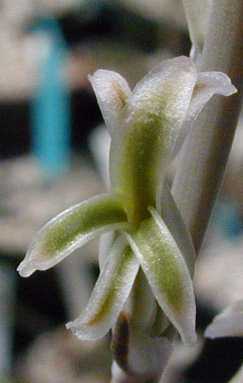 (Haworthia magnifica var. dekenahii )