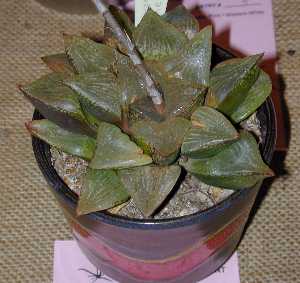 (Haworthia emelyae var. emelyae )