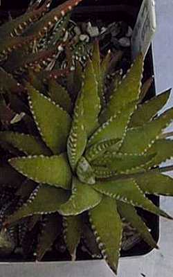 (Haworthia fasciata)