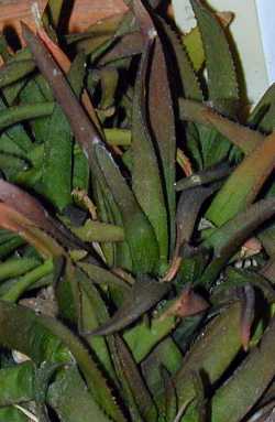 (Haworthia floribunda var. floribunda )