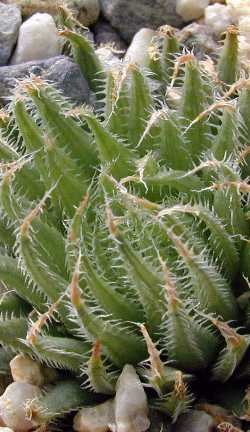 (Haworthia gracilis var. tenera )