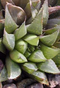 (Haworthia heidelbergensis)