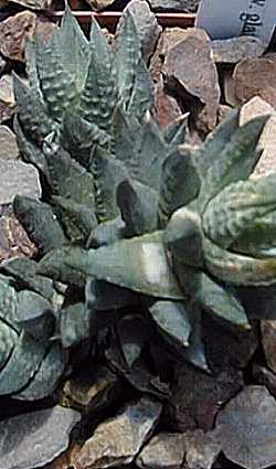 (Haworthia glauca var. herrei )