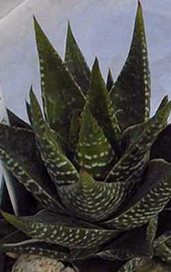 (Haworthia kingiana)