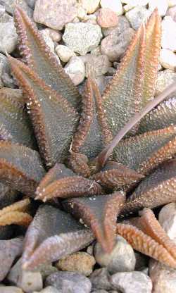 (Haworthia koelmaniorum var. koelmaniorum )