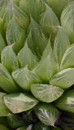 haworthia concolor haworthia concolor
