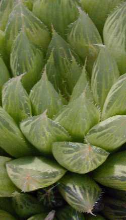 (Haworthia cooperi var. leightonii )